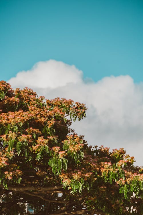 Blooming Tree against Blue Sky Background