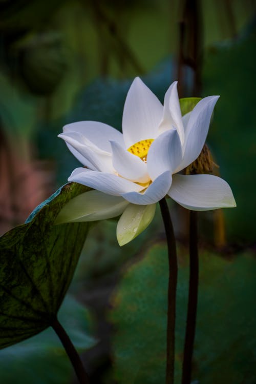 Bức ảnh chụp sacred lotus rất độc đáo và đẹp mắt. Với hình nền này, bạn sẽ có một nơi để tìm về sự bình yên và nhìn ngắm những bông sen thiêng liêng trong nhiều giờ liền. Đây thực sự là một hình nền đáng để có trên thiết bị của bạn.