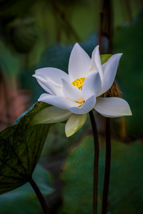 Безкоштовне стокове фото на тему «nelumbo nucifera, Біла квітка, вертикальні постріл»