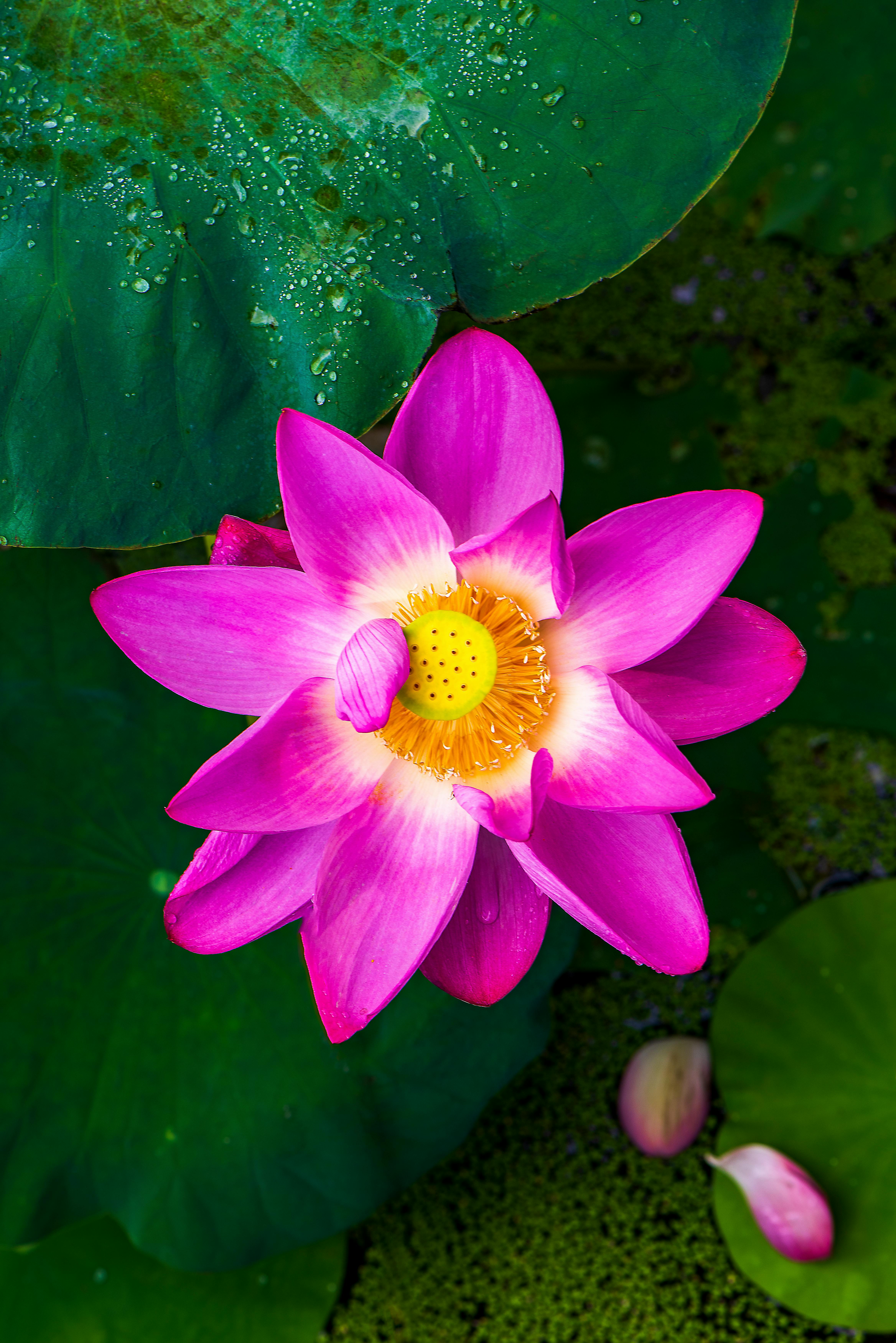 Close-up of a pink lotus bloom with water droplets on its petals, showcasing vibrant colors and natural beauty.