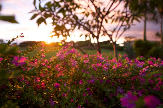 A scenic view of vibrant pink flowers at sunset in Kailua-Kona, Hawaii.