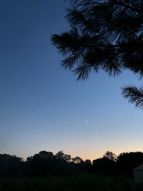 Moon and Pine Tree Branch against Blue Sky at Dusk