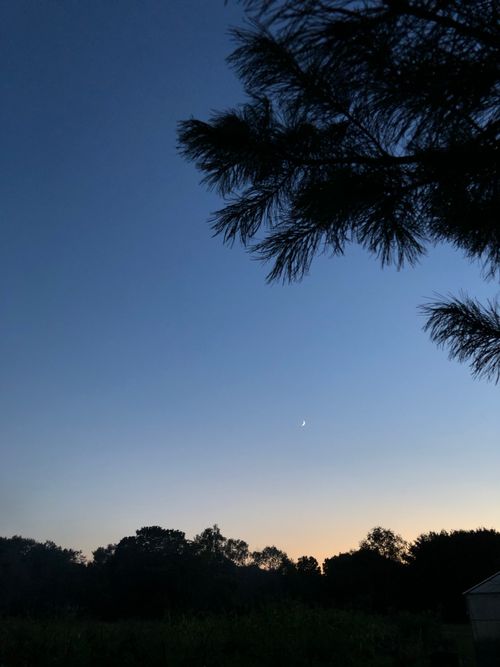 Free Peaceful dusk scene with silhouetted trees and moon against a blue sky. Stock Photo