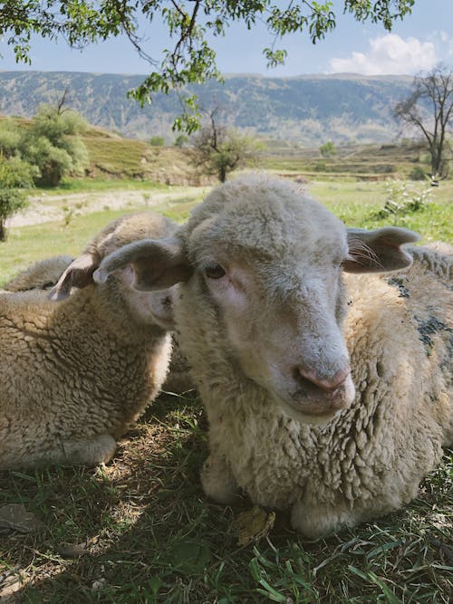 Close-Up Shot of Sheep Sitting on Grass
