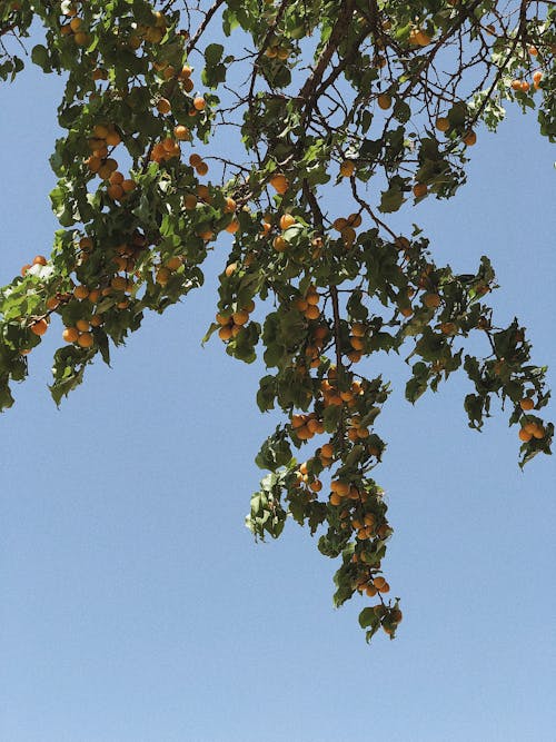 Fotos de stock gratuitas de albaricoque, árbol floreciente, crecimiento