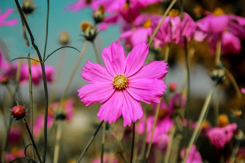 A Pink Cosmos Flower in Full Bloom