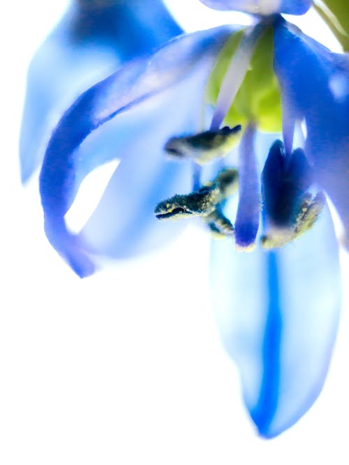 Photos gratuites de aquarelle, fleur bleue, macro