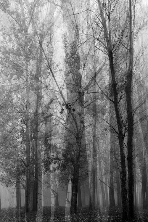 Free Grayscale Photo of Leafless Trees in the Forest Stock Photo