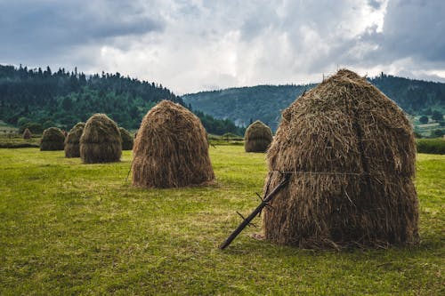 Darmowe zdjęcie z galerii z gospodarstwo, hays, pole