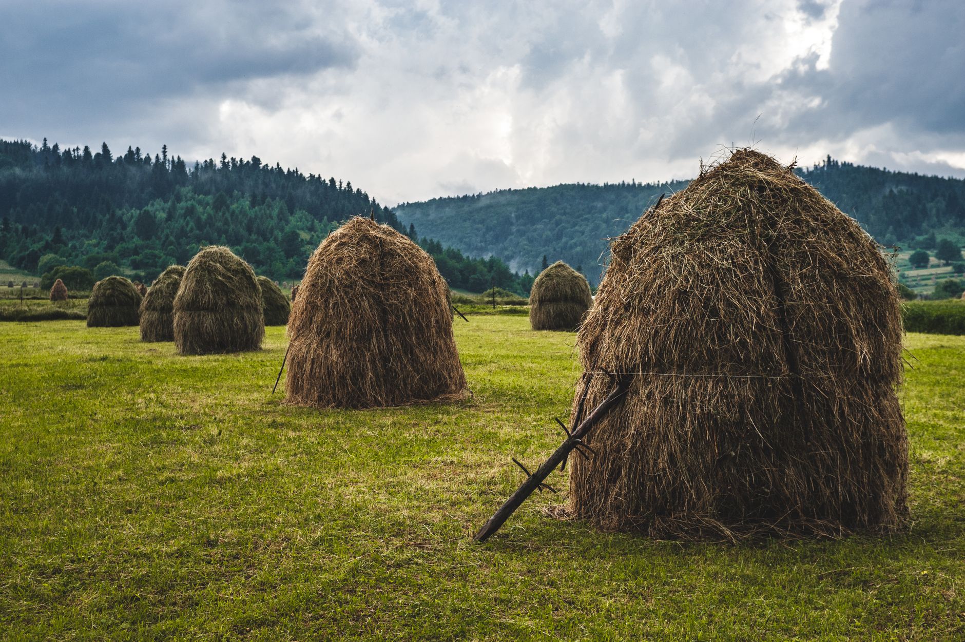 Hai gà trống đứng ở hai khu chuồng riêng biệt, vách chắn kín, ánh sáng buổi sớm dịu nhẹ