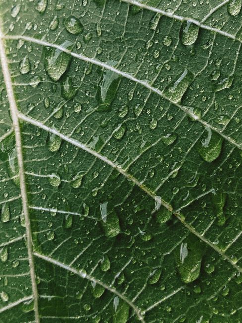 Detailed view of a green leaf with water droplets showing natural pattern and texture.