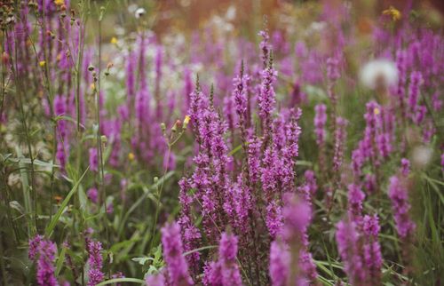 Free Vibrant purple loosestrife flowers blooming in a natural summer meadow. Stock Photo