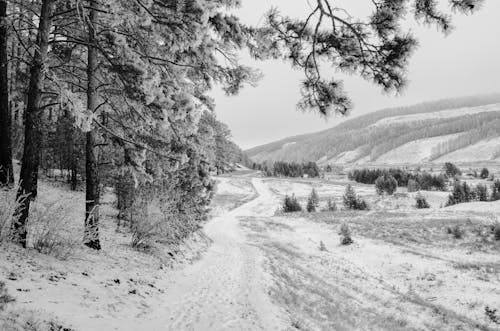 Monochrome Photograph of Trees During Winter