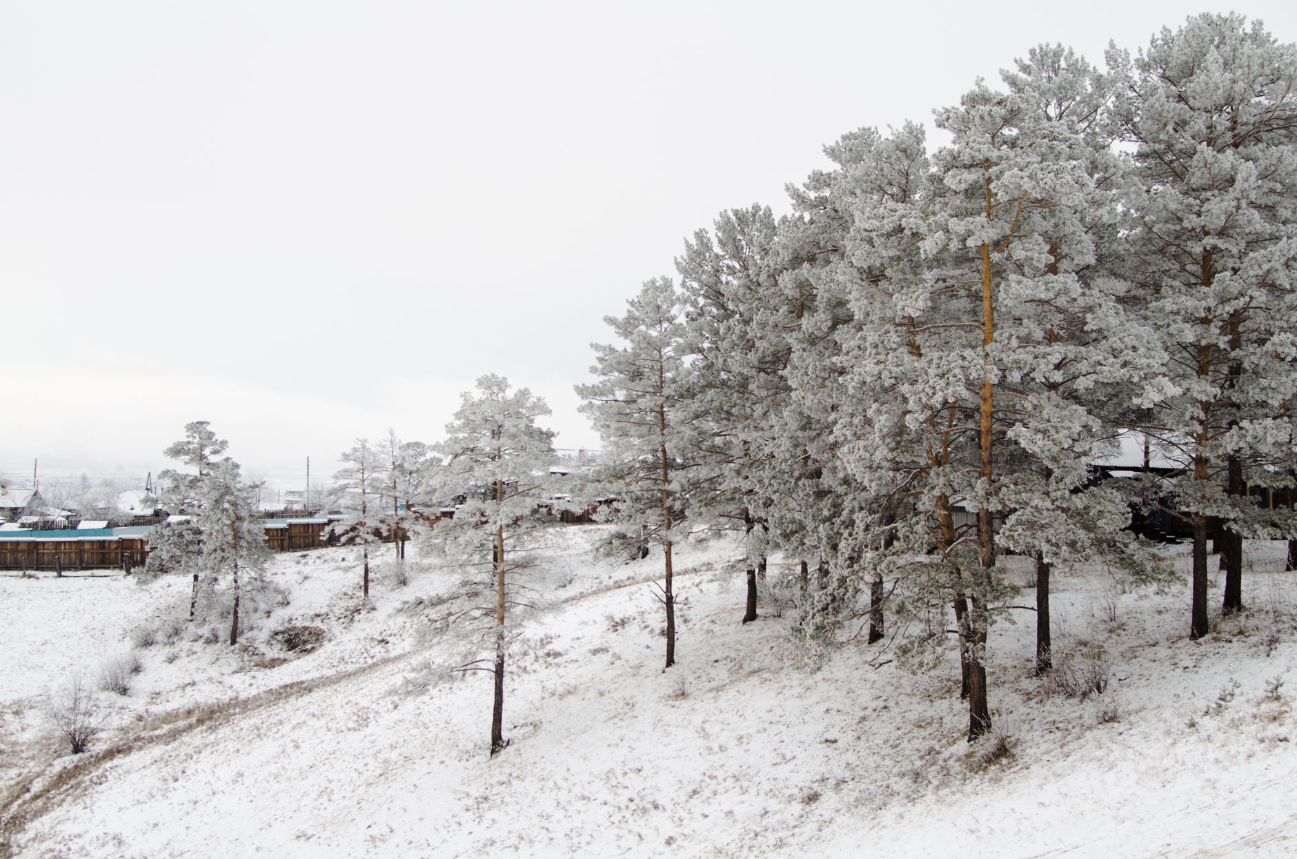 Serene snow-covered hills and frosty pine trees in Kachug, Russia.