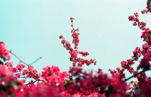 Free Pink blossoms flourish against a pastel blue sky, symbolizing spring's beauty. Stock Photo