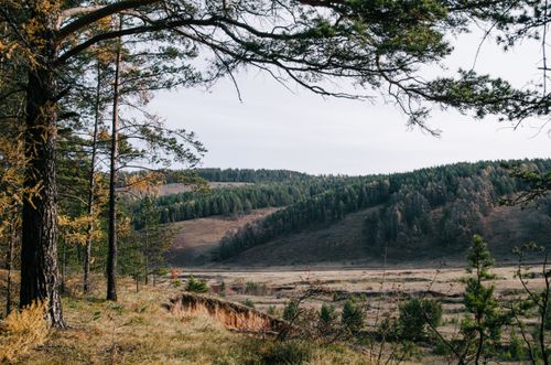 Free Beautiful landscape with pine trees and rolling hills in Irkutsk region, Russia. Stock Photo
