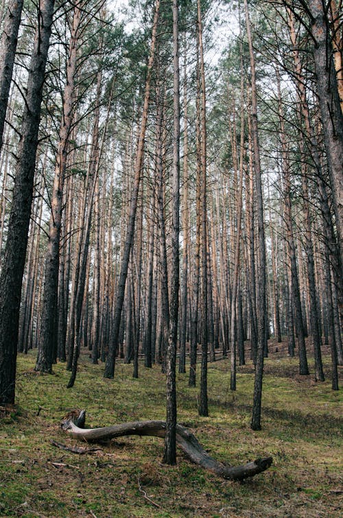 Fotobanka s bezplatnými fotkami na tému bezlisté stromy, holé stromy, lesy