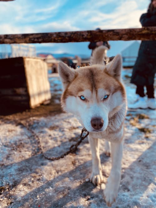 Fotos de stock gratuitas de canino, de cerca, enfoque selectivo