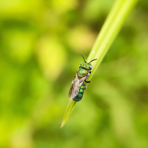 Green Bee Perched on Green Leaf in Close-Up Photography