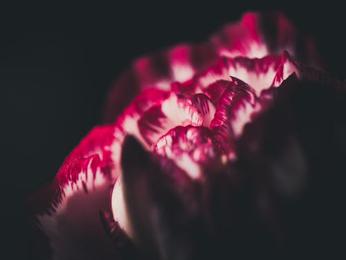 Фотография красного и белого тюльпана крупным планом
