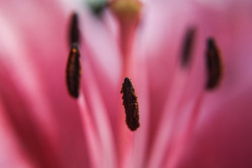 Free stock photo of close-up, flower, macro