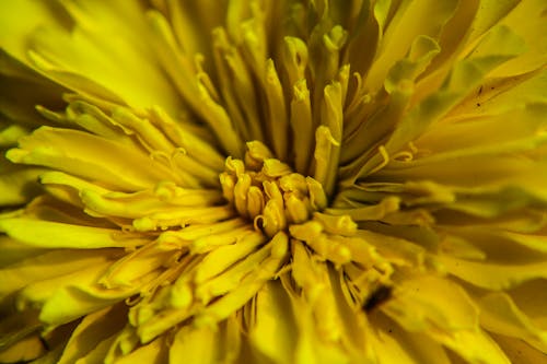 Free stock photo of close-up, flower, macro