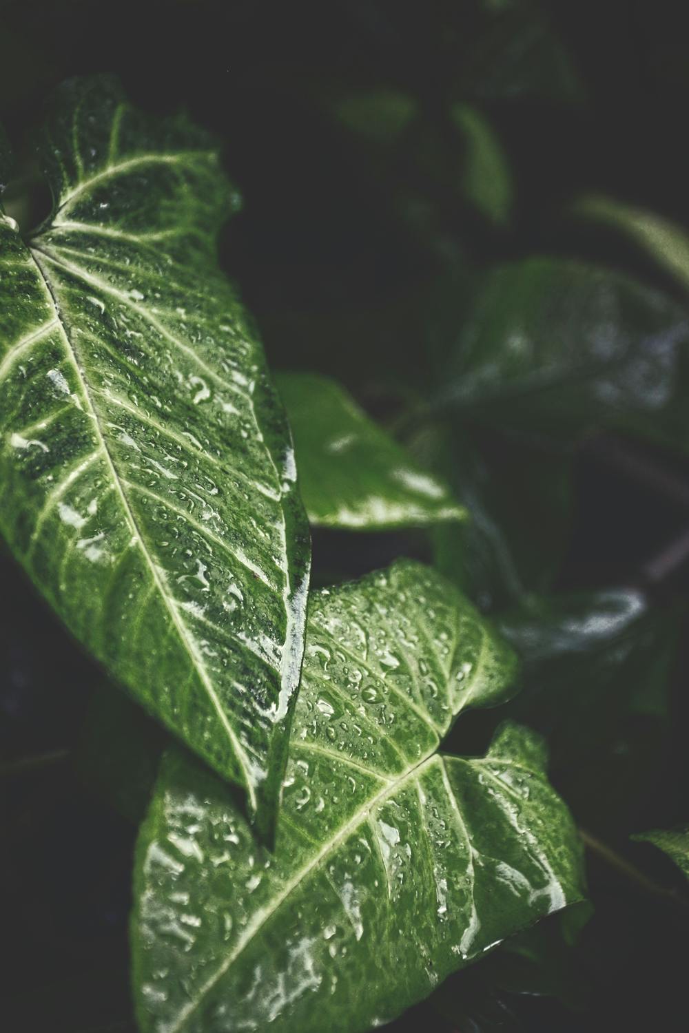 Green Leaf Plant · Free Stock Photo