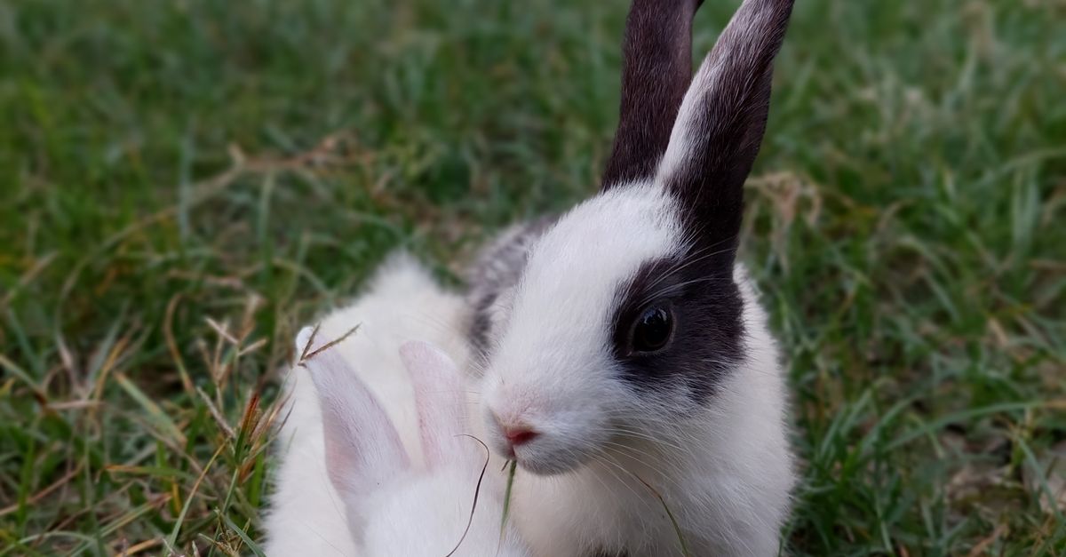 Good Looking Rabbit Close-Up Shot of Cute Rabbits · Free Stock Photo