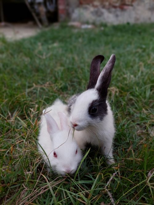Free Two cute rabbits resting on grass outdoors, showcasing animal charm in nature. Stock Photo