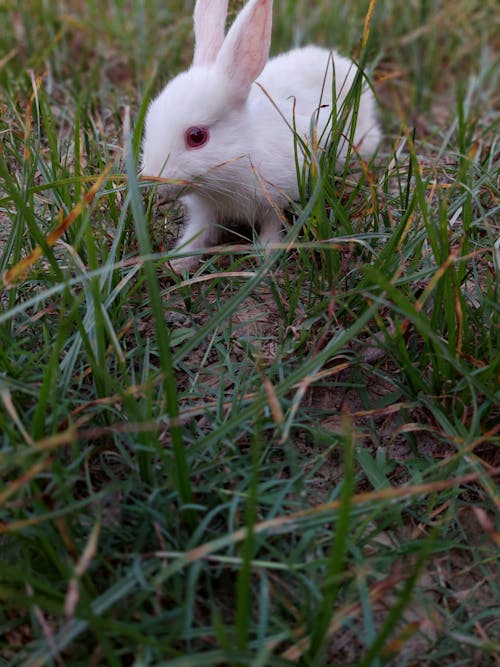ウサギ, バニー, 動物の無料の写真素材