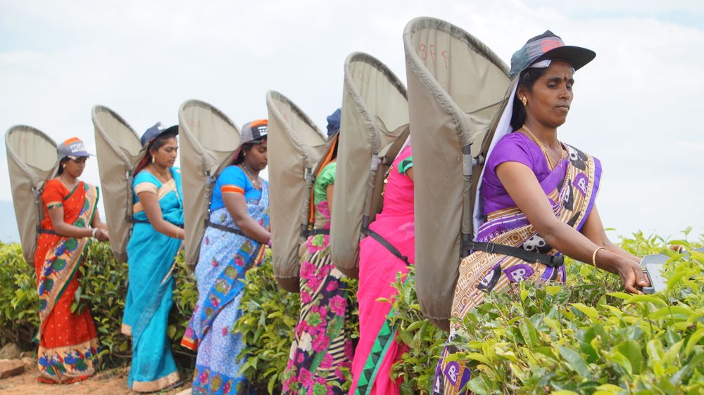 Mujeres en saris coloridos recogiendo hojas de té en una plantación cingalesa