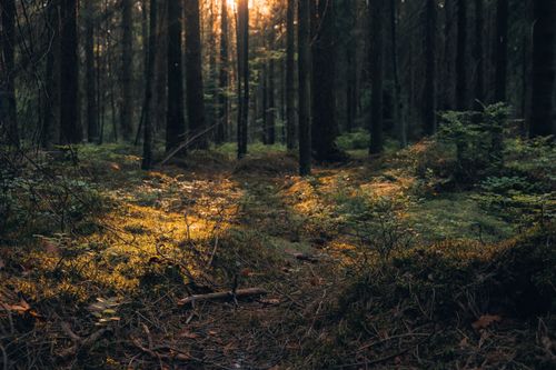 Free A tranquil forest scene with sunlight filtering through trees and illuminating the woodland floor. Stock Photo