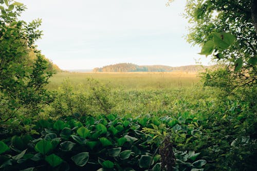 Základová fotografie zdarma na téma hřiště, krajina, léto