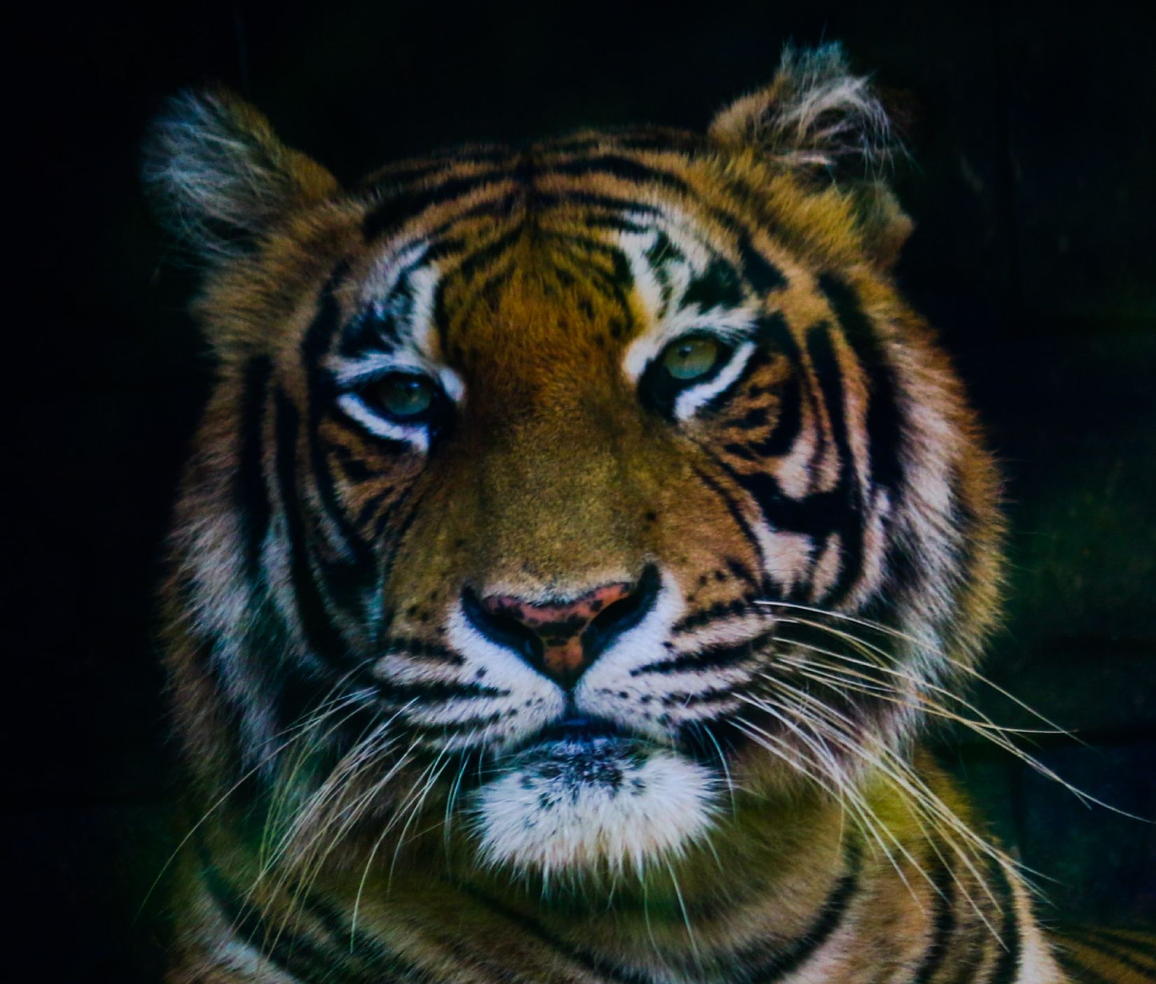 Free Stock Photo Of 70d Animal Animal Park