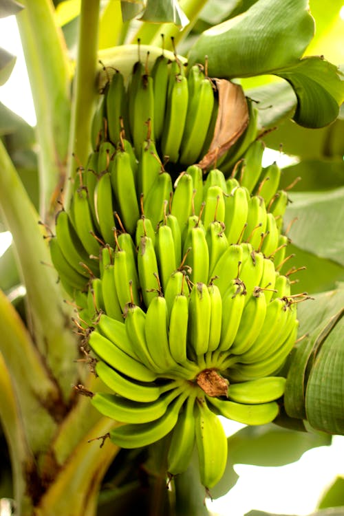 Free Unripe Green Banana Fruit Stock Photo