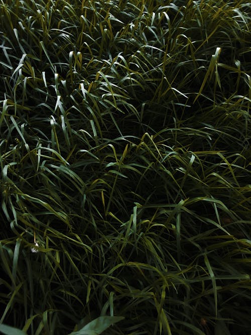 Kostnadsfria Kostnadsfri bild av gräs, gräs bakgrund, gräs tapeter Stock foto