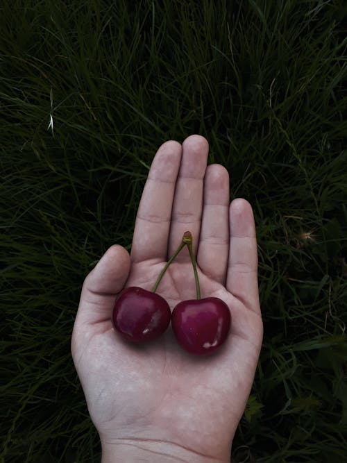 Fotobanka s bezplatnými fotkami na tému čerešne, držanie, leto