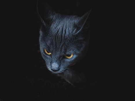 A striking portrait of a grey cat with piercing golden eyes in low light.