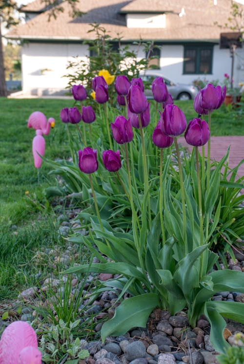 Purple Flowers on Green Grass Field