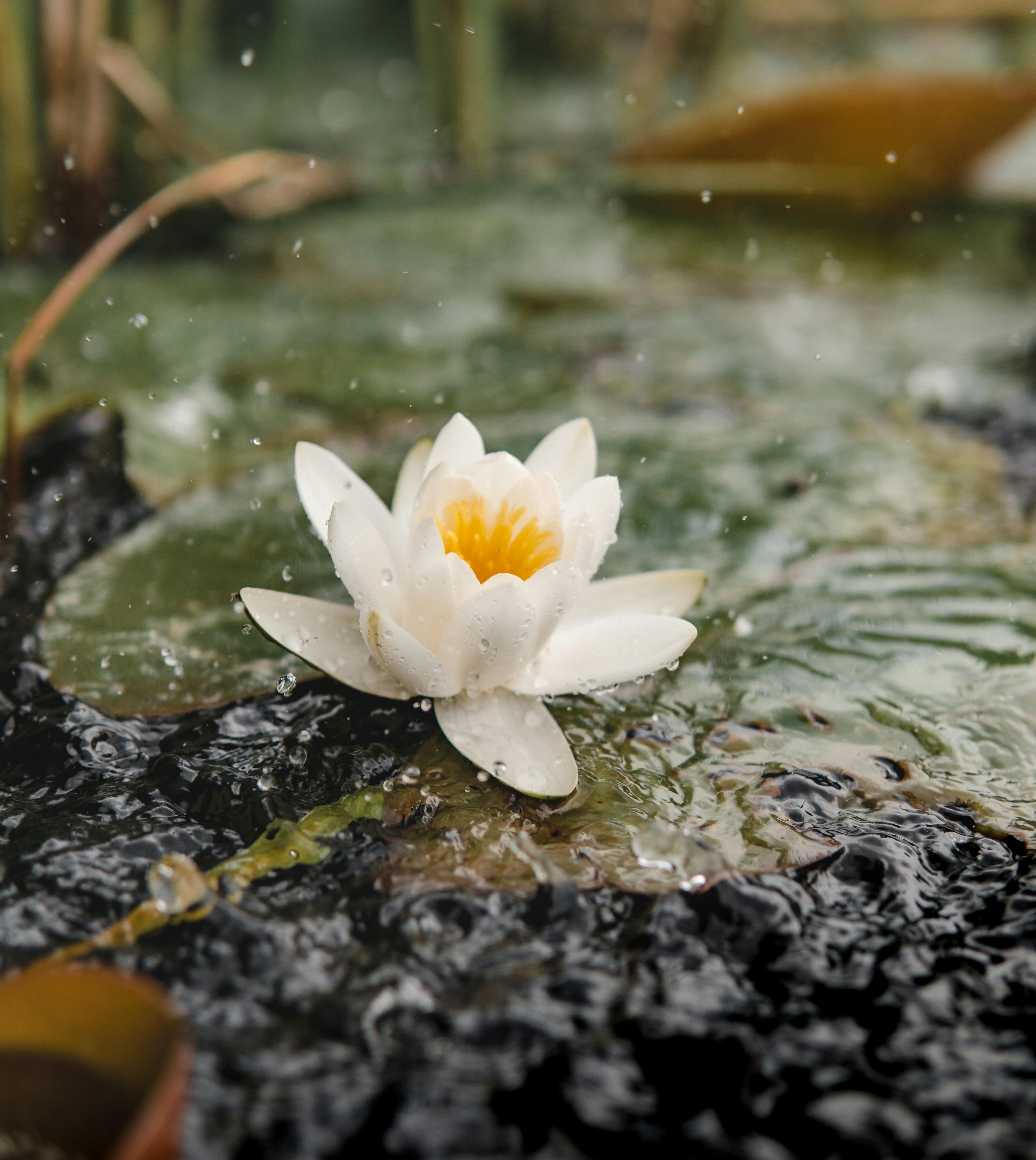 White lotus flower with water droplets in a natural pond setting, conveying tranquility.
