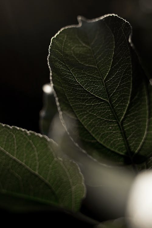 Green Leaf in Close Up Photography