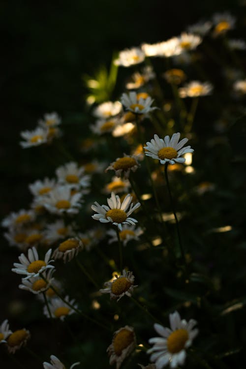 Hoa trắng: Những bông hoa trắng trong bức tranh này sẽ khiến bạn cảm thấy tươi mới và rực rỡ trong tâm hồn. Hãy chiêm ngưỡng vẻ đẹp đơn giản nhưng không kém phần quyến rũ của chúng và cảm nhận sức sống cùng tinh thần vui tươi tràn đầy.