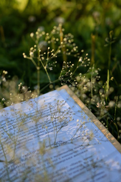 垂直拍摄, 夏天, 書 的 免费素材图片