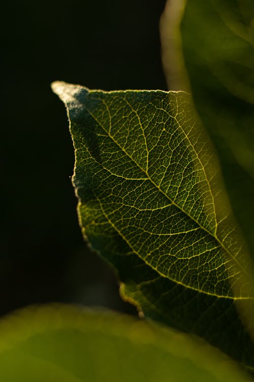 
A Close-Up Shot of a Green Leaf