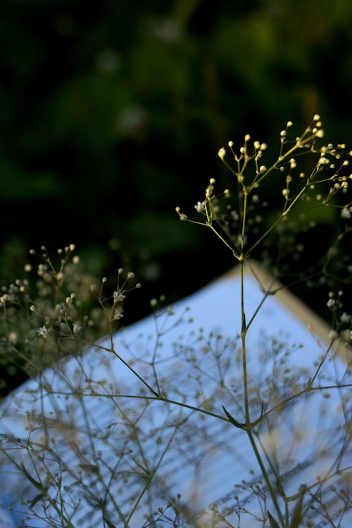 bitki, büyüme, dikey atış içeren Ücretsiz stok fotoğraf