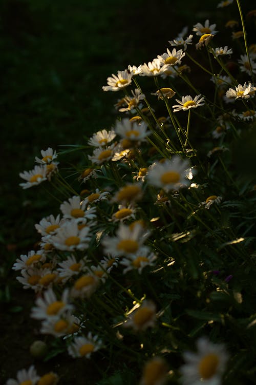 คลังภาพถ่ายฟรี ของ กลีบดอก, ดอกคาโมไมล์, ดอกไม้