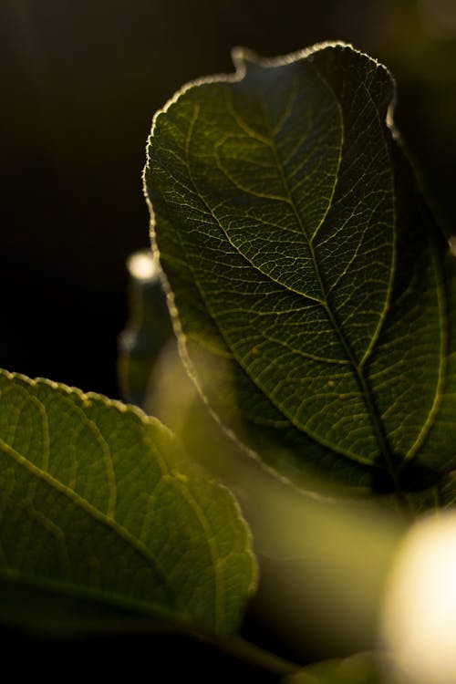 
A Close-Up Shot of Green Leaves