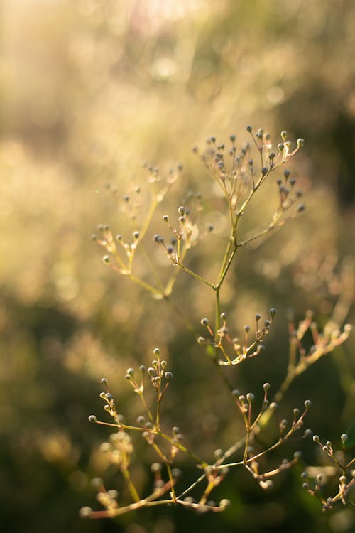 Gratis stockfoto met detailopname, selectieve aandacht, veldbloemen