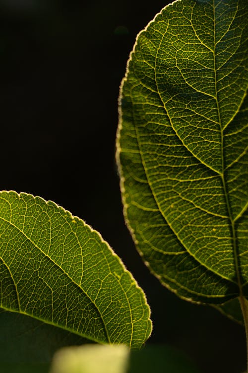 Immagine gratuita di foglie, tiro verticale, trama