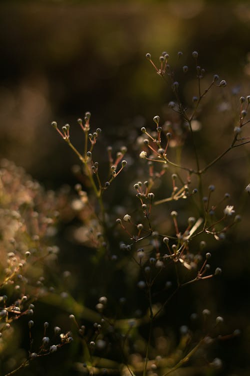 Gratis stockfoto met detailopname, selectieve aandacht, veldbloemen